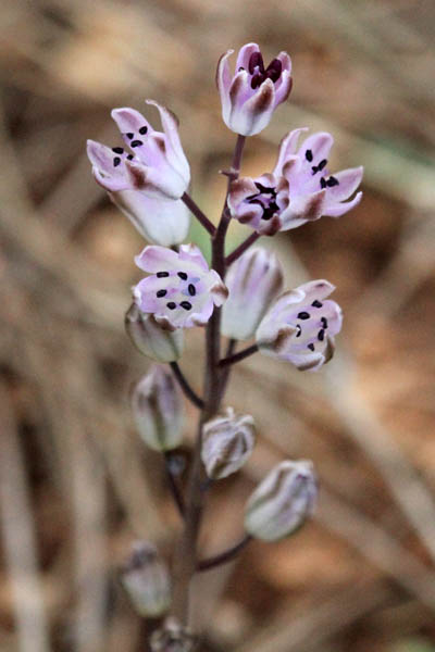 Scilla autumnalis, Autumn Squill, Winter Hyacinth, العنصل الخريفي , בן-חצב סתווני