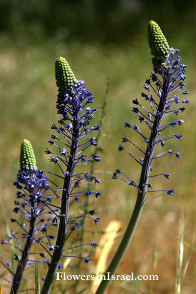 Israel, Flowers, Botany, Palestine