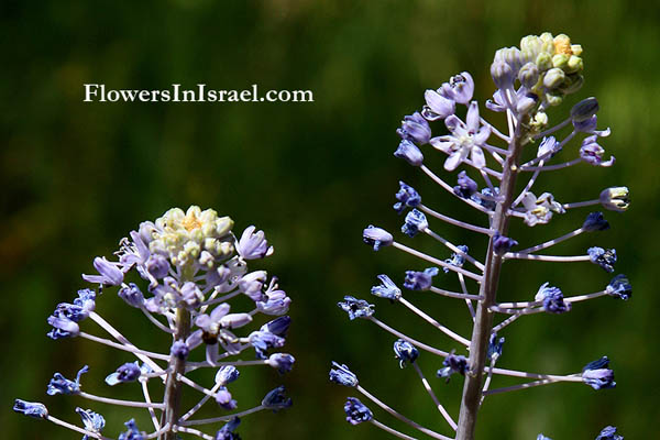 Scilla hyacinthoides, Hyacinth Squill, בן-חצב יקינתוני