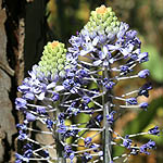 xx, Israel wildflowers, Dark Blue Flowers