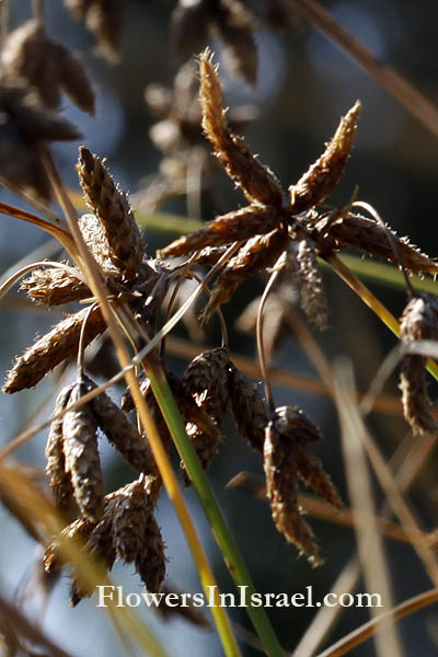 Scirpus lacustris, Schoenoplectus lacustris, Common Tule, True bulrush, Common Club-rush, אגמון האגם