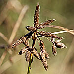 Scirpus lacustris, Israel, Flowers, Pictures