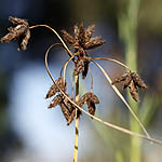 Scirpus maritimus, Bolboschoenus maritimus, Scirpus tuberosus,<br> Cosmopolitan bulrush, Prairie Rush, Sea Clubrush, Alkalai bulrush, Hebrew: אגמון ימי, Arabic: الديس البحري