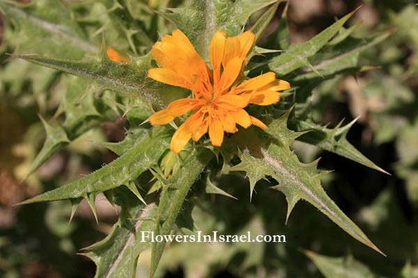 Scolymus hispanicus, Spanish oyster plant, Spanish Golden-thistle, חוח ספרדי   ,سنارية معمرة