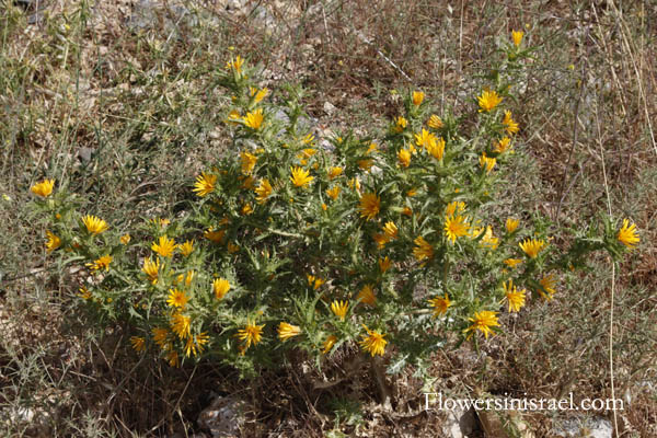 Flora of Israel online, native plants, Palestine