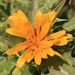 Scolymus hispanicus, Spanish oyster plant,Spanish Golden-thistle, חוח ספרדי , سنارية إسبانية