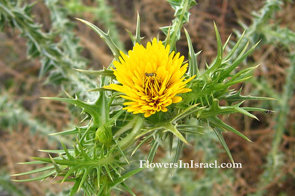 Scolymus maculatus, Spotted Golden Thistle, חוח עקוד ,سنارية حولية