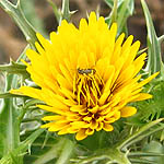 Scolymus maculatus, Israel, Pictures of Yellow flowers