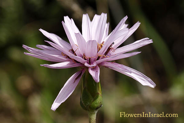 Israel Flowers, Send flowers online