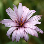 Scorzonera papposa, Israel, Flowers, Pictures