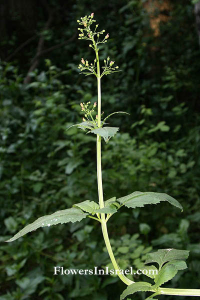 Scrophularia macrophylla,Figwort, ﺒﺭﻭﺍﻙ, לוענית גדולת-עלים