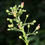 Scrophularia macrophylla, Israel, Flowers, Pictures