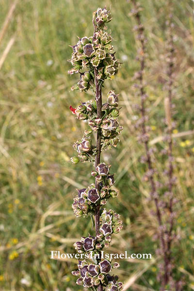 Native plants of Palestine