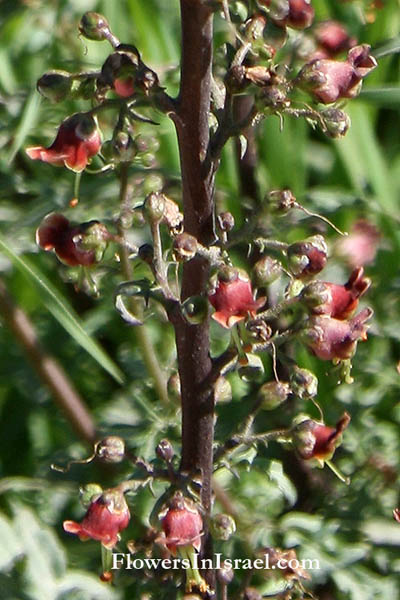 Scrophularia rubricaulis, Scrophularia michoniana, Red-stemmed Figwort, לוענית גדולה