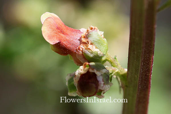 Scrophularia rubricaulis, Scrophularia michoniana, Red-stemmed Figwort, לוענית גדולה