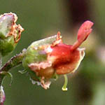 Scrophularia rubricaulis, Israel, Red flowers