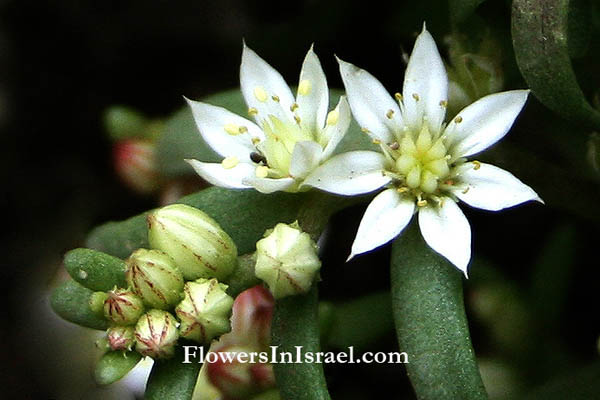 Sedum hispanicum, Pistorinia hispanica, Cotyledon hispanica, Spanish stonecrop, عرف الديك, צורית ספרדית