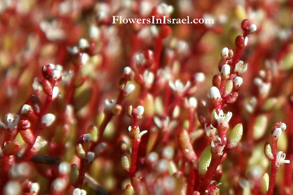 The WildFlowers of Israel, Send Flowers