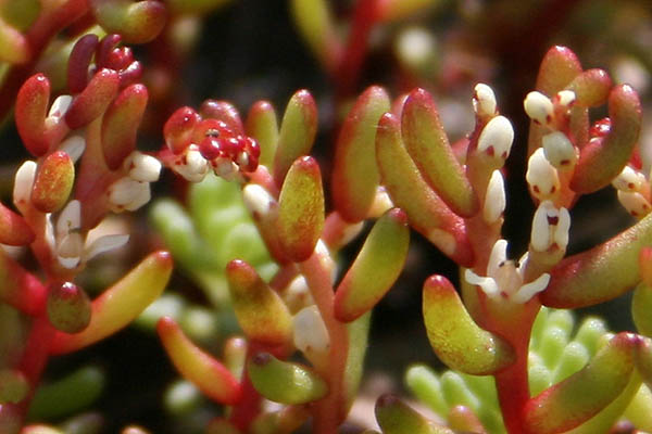 Sedum microcarpum, Telmissa microcarpa, Small-Fruited Stonecrop, זערורית קטנה