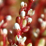 Sedum rubens, Israel, native wildflowers