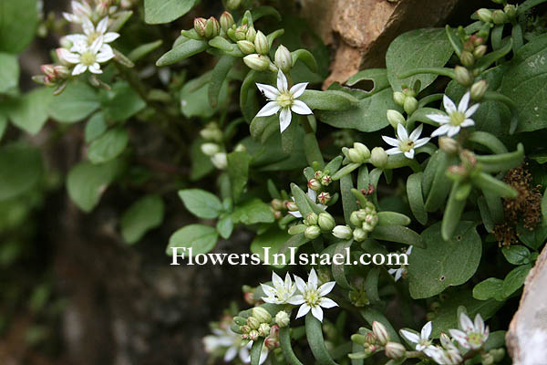 The WildFlowers of Israel, Send Flowers