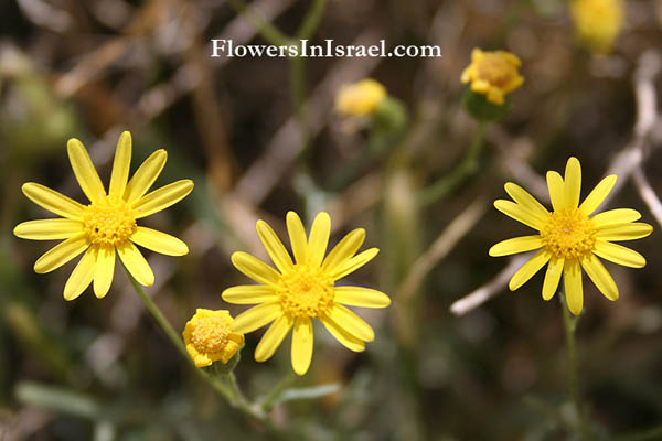 Senecio glaucus,Senecio desfontainei, Buck's horn groundsel, סביון הערבות