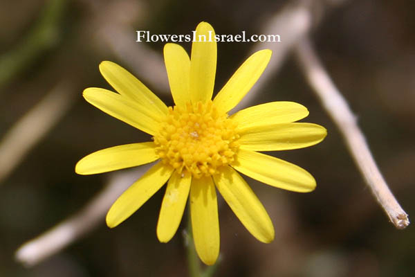 Senecio glaucus,Senecio desfontainei, Buck's horn groundsel, סביון הערבות