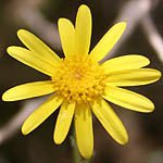 Senecio glaucus, Israel, Flowers, Pictures