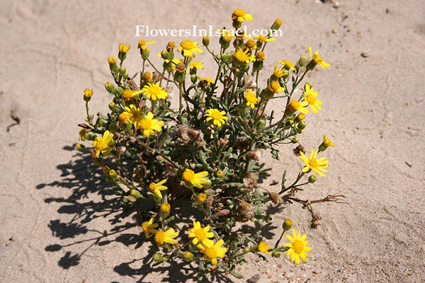 Senecio joppensis, Jaffa Groundsel, الشيخة يافا ,סביון יפו