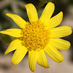 Senecio joppensis, Israel, Pictures of Yellow flowers
