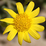 Senecio joppensis, Israel, Flowers, Pictures