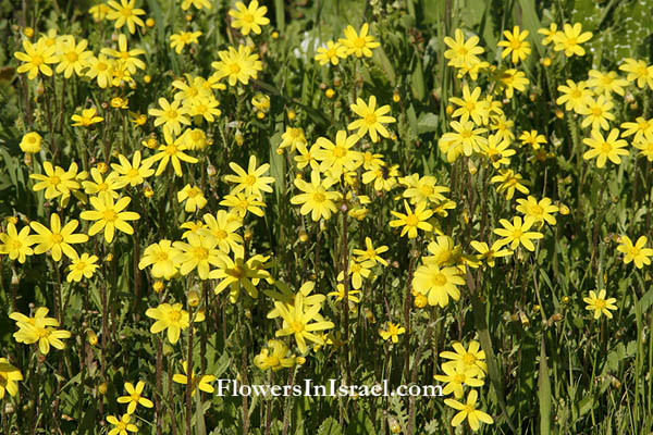 The WildFlowers of Israel, Send Flowers