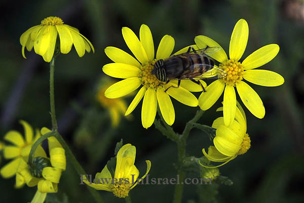 Senecio vernalis, Senecio leucanthemifolius, Eastern groundsel, Spring Groundsel, סביון אביבי, بيسوم