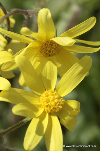 Senecio vernalis, Senecio leucanthemifolius, Eastern groundsel, Spring Groundsel, סביון אביבי