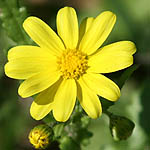 Senecio vernalis, Israel, Flowers, Pictures