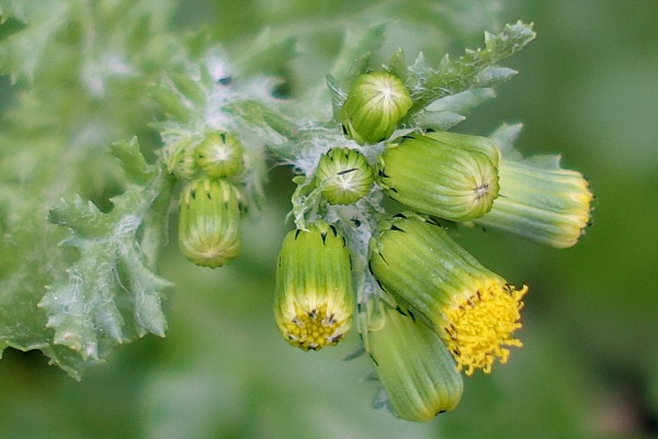 Senecio vulgaris,Senecio dunensis, Senecio radiatus, Common Butterweed, Common Groundsel, Old-man-in-the-spring, סביון פשוט,  الشيخة الشائعة