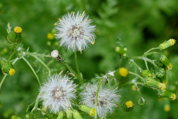 Senecio vulgaris,Senecio dunensis, Senecio radiatus, Common Butterweed, Common Groundsel, Old-man-in-the-spring, סביון פשוט,  الشيخة الشائعة