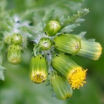 Senecio vulgaris, Israel, Flowers, Pictures