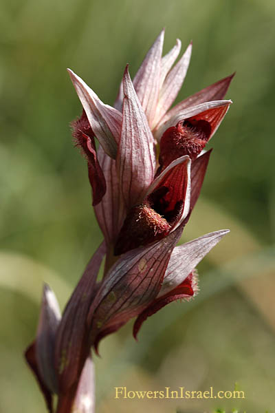 Serapias vomeracea, Serapias levantina, Snake Tongue Orchid, Long-lipped Serapias,Ploughshare orchid, שפתן מצוי