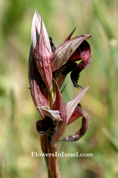 Israel, Flora, Botany, Nature, Palestine