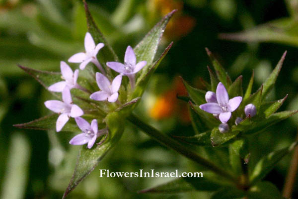 Flora of Israel online, native plants, Palestine