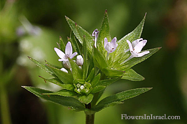 Sherardia arvensis, Little Field Madder, Spurwort, ששית מצויה