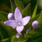 Sherardia arvensis, Israel, Flowers, Pictures