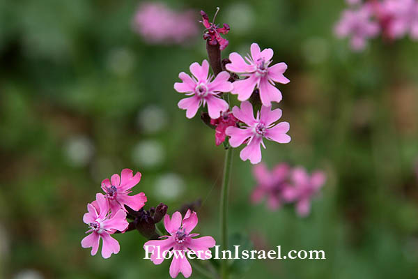 Silene aegyptiaca, Egyptian Campion, ציפורנית מצרית