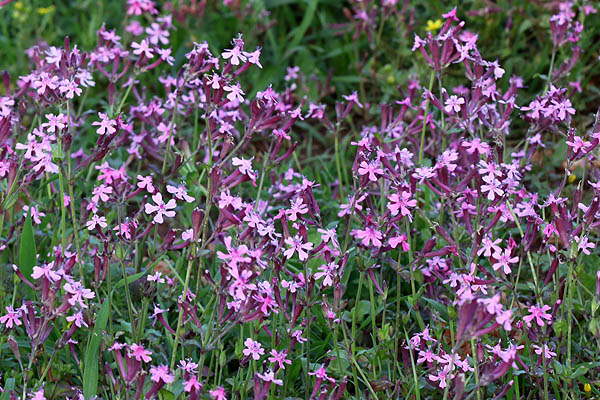 Vilda blommor i Israel