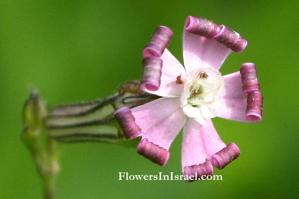 Israel's wildflowers, Send flowers online