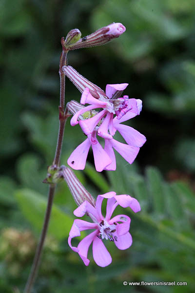 Silene colorata, Cloven-Petalled Campion, ציפרנית מגוונת, سيلينية ملونة