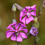 Silene colorata, Israel Pink Flowers, wildflowers