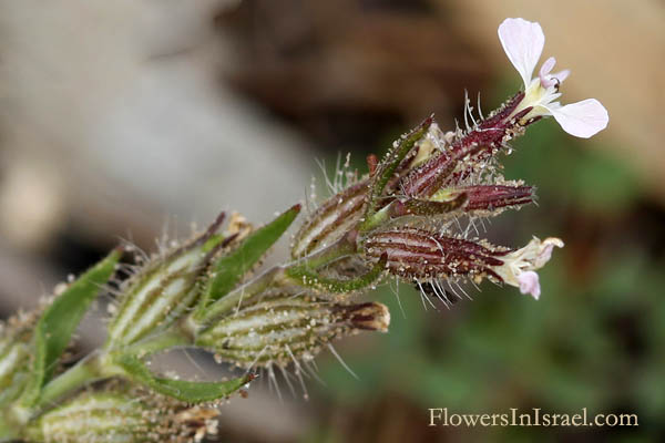 Silene gallica, Windmill pink, Common Catchfly, Small-flowered Catchfly, French Catchfly, Gunpowder-weed, ציפורנית צרפתית