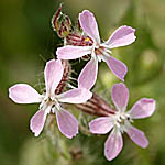 Silene gallica, Israel, Red flowers